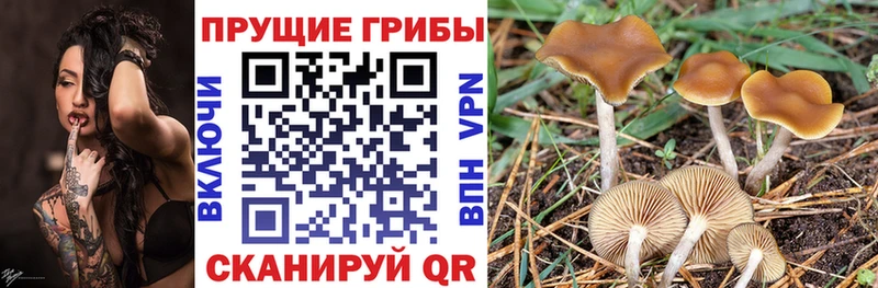 KRAKEN онион  Жигулёвск  Галлюциногенные грибы прущие грибы  купить  